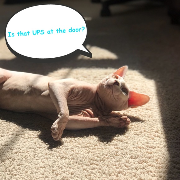 Hello! I’m Cindy😺✨ - Picture 3 of 4